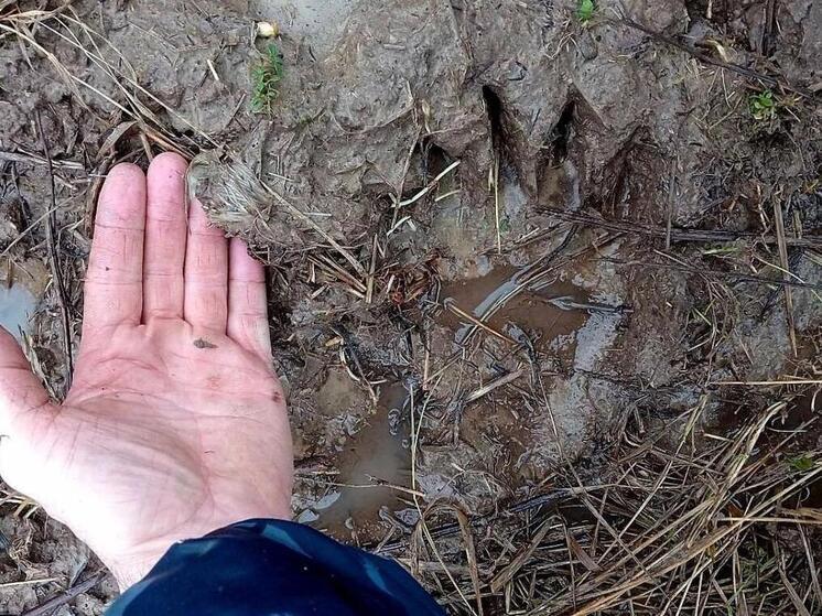 Следы медведя обнаружили в Кадоме