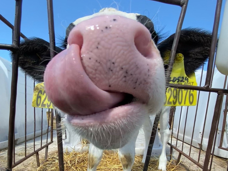 В Хвастовичах заработал мобильный ветеринарный пункт