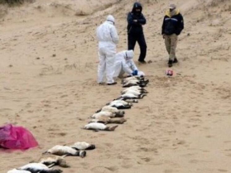 Согласно новому исследованию, более 60 000 пингвинов в колониях у берегов Южной Африки умерли от голода в результате исчезновения сардин