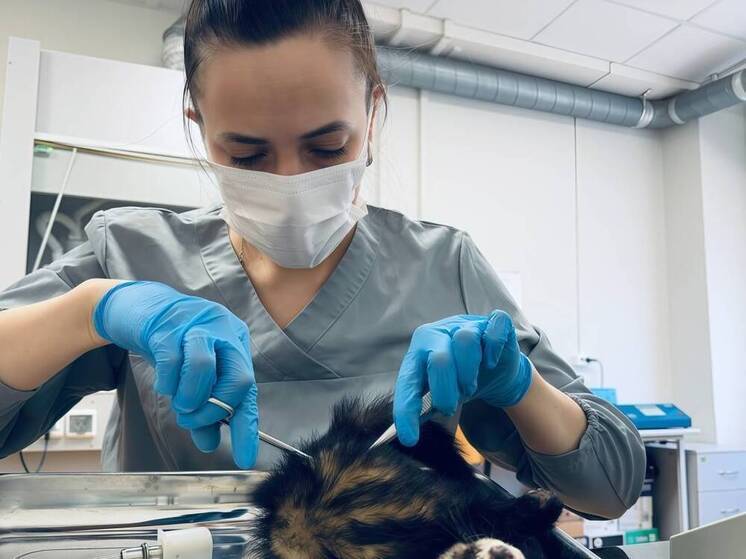 В Череповецком госуниверситете провели первое в России исследование по динамике изотопного состава углерода у диких млекопитающих