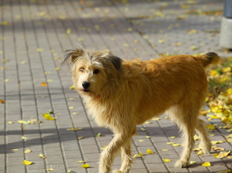 Челябинский школьник получит компенсацию после нападения на него уличной собаки