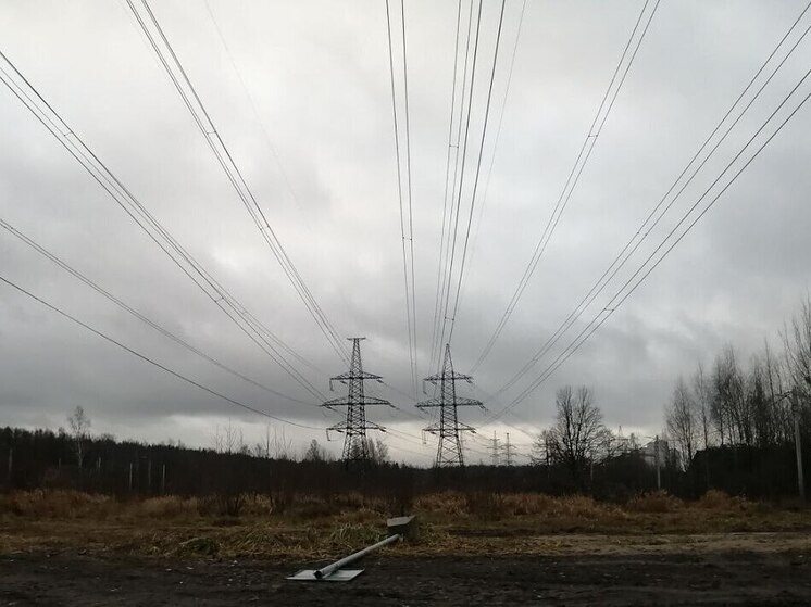 Суд обязал компанию «Россети Ленэнерго» установить устройства для защиты птиц