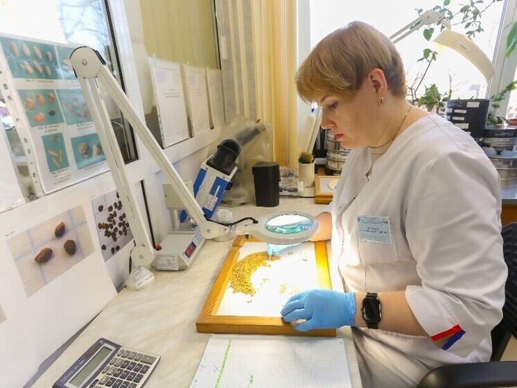 Тюменская лаборатория подтвердила фитосанитарную безопасность партии ячменя для экспорта в Казахстан