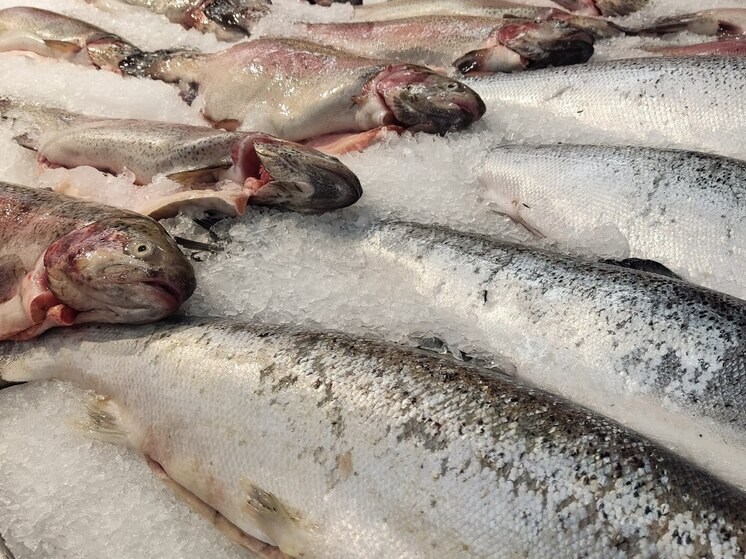 Петербуржец давал 5 лет взятки ветврачу за положительный осмотр рыбы