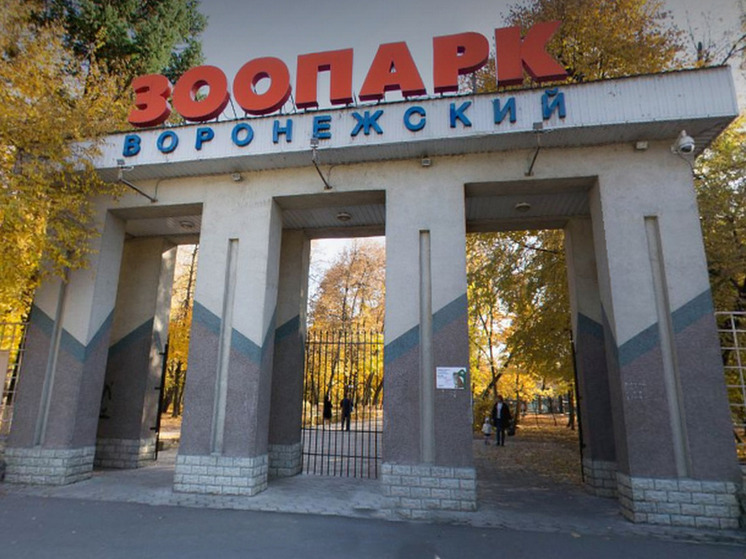 Гималайская медведица поселилась в воронежском зоопарке