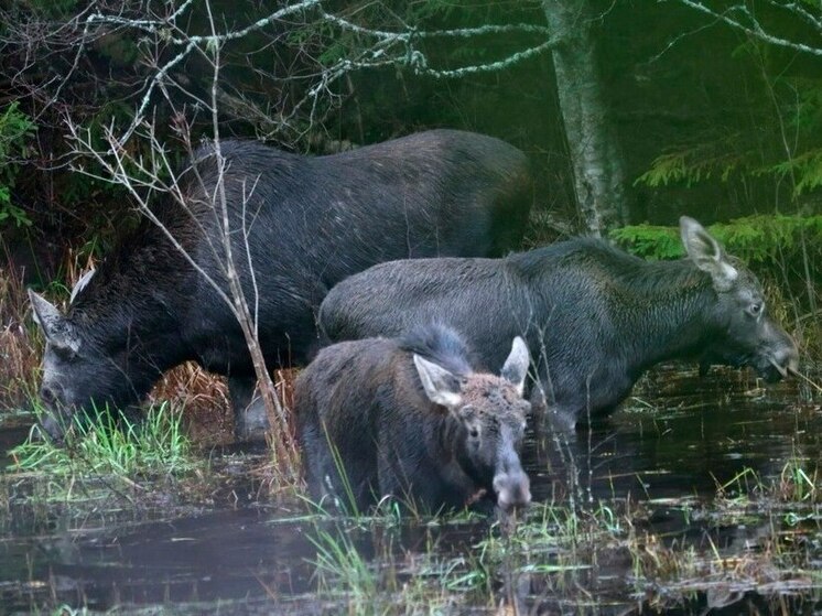 Ленинградские сохатые подготовились к зиме