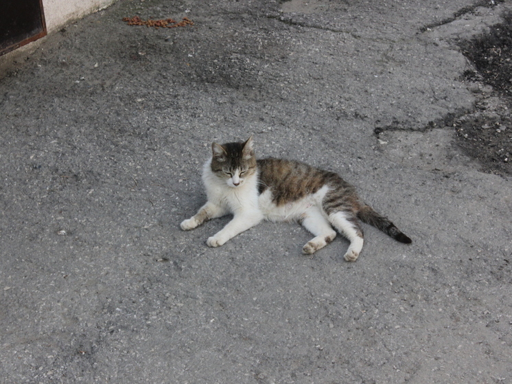 DM: Ученые из Турции раскрыли, кого больше любят кошки — мужчин или женщин