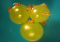 Новое полезное для народного хозяйства насекомое обнаружили ученые Всероссийского научно-исследовательского института защиты растений и красноярского филиала Всероссийского научно-исследовательского института лесоводства и механизации лесного хозяйства