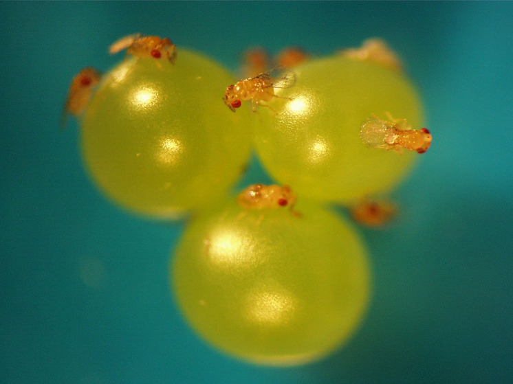 Новое полезное для народного хозяйства насекомое обнаружили ученые Всероссийского научно-исследовательского института защиты растений и красноярского филиала Всероссийского научно-исследовательского института лесоводства и механизации лесного хозяйства