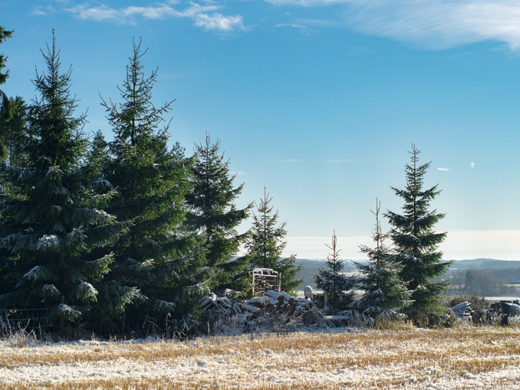 В лесах Тамбовской области новогодние ёлки взяли под видеоконтроль