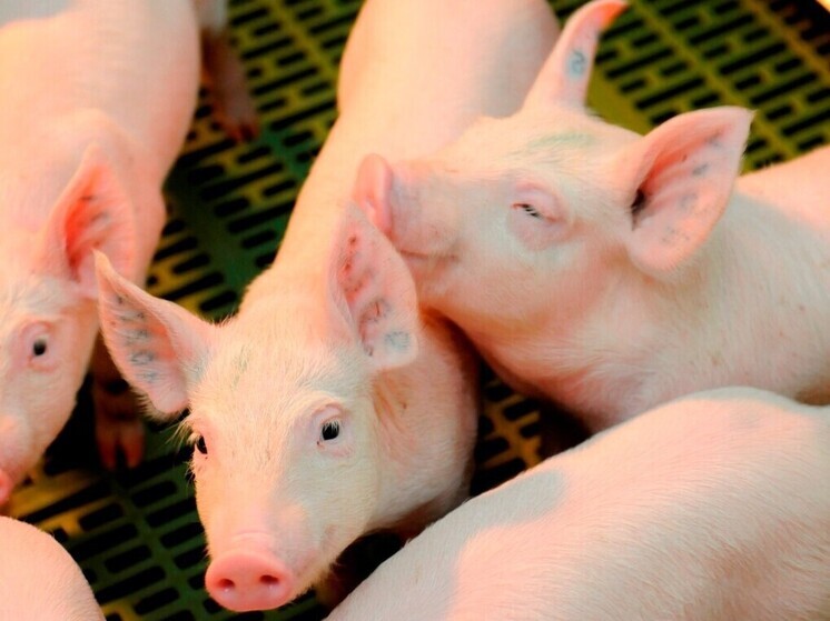 Россельхознадзор выявил нарушения учёта животных в Рязанской области