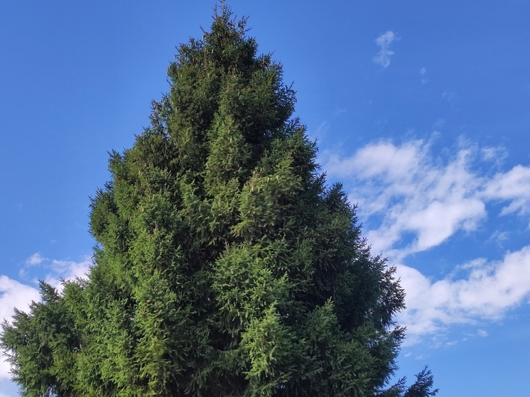 О самой дорогой новогодней елке предупредили в Россельхознадзоре