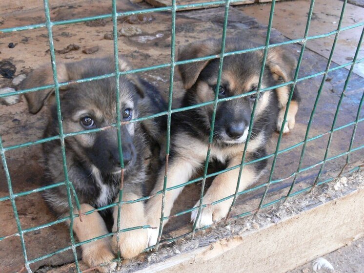 В Ленобласти животных из приютов будут стерилизовать бесплатно