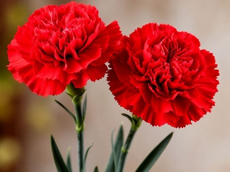 В Ульяновске захоронили пропавшего без вести военного