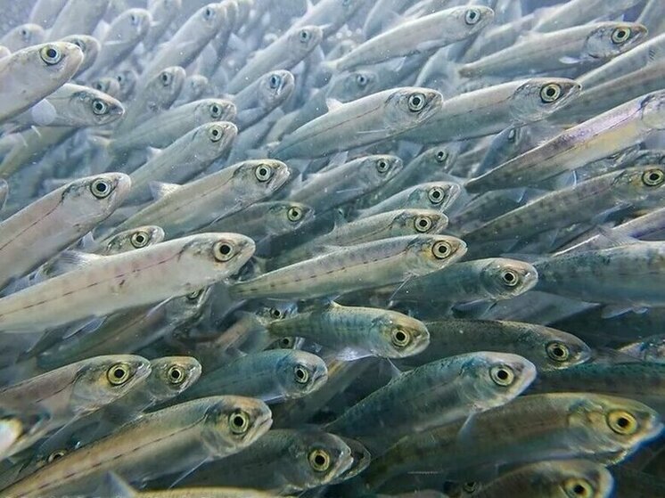 Карельские гнезда-инкубаторы для рыбы награждены Зеленой премией