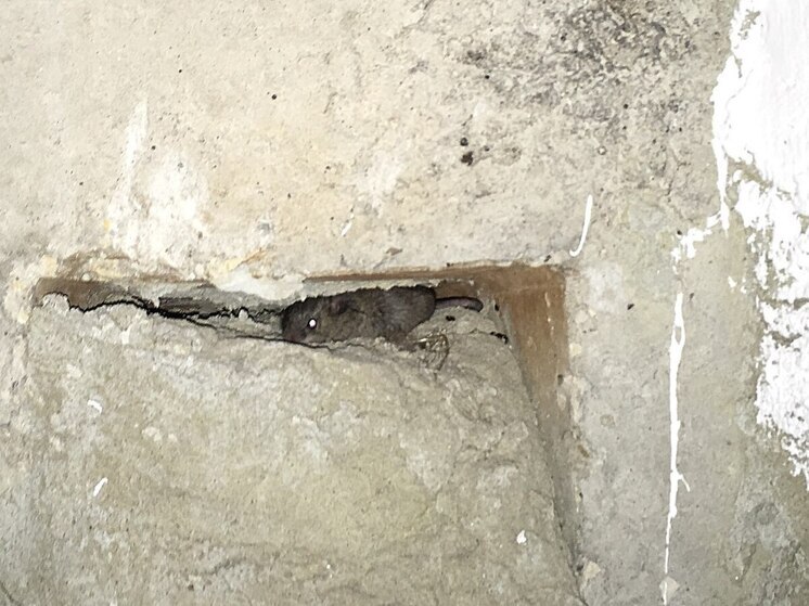 В Саратовской области выросла заболеваемость мышиной лихорадкой