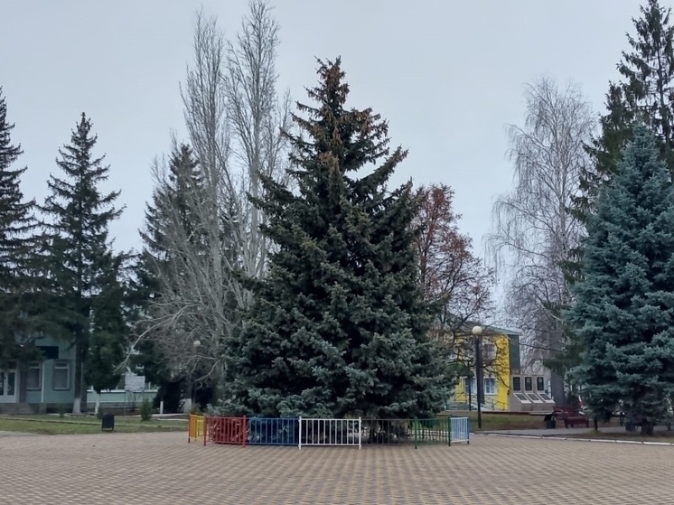 Ель с историей: 45-летняя красавица стала главным новогодним деревом Мордова