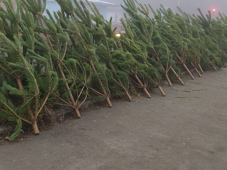 В Минприроды ДНР напоминают об ответственности за незаконную рубку леса