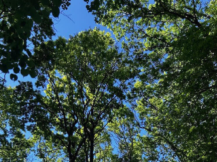 45 тонн меда собрали пчеловоды Яковлевского округа