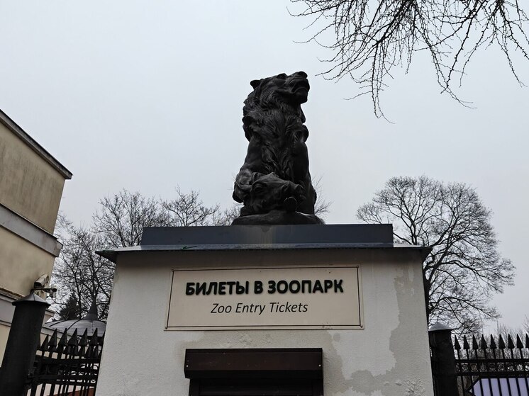 Новый детеныш патагонской мары появился в Калининградском зоопарке