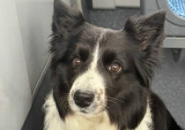 Резонансное уголовное дело о жестоком обращении с собакой по кличке Сима, мясо которой, по версии хозяев, могло использоваться в заведении азиатской кухни, приобрело новые пугающие подробности