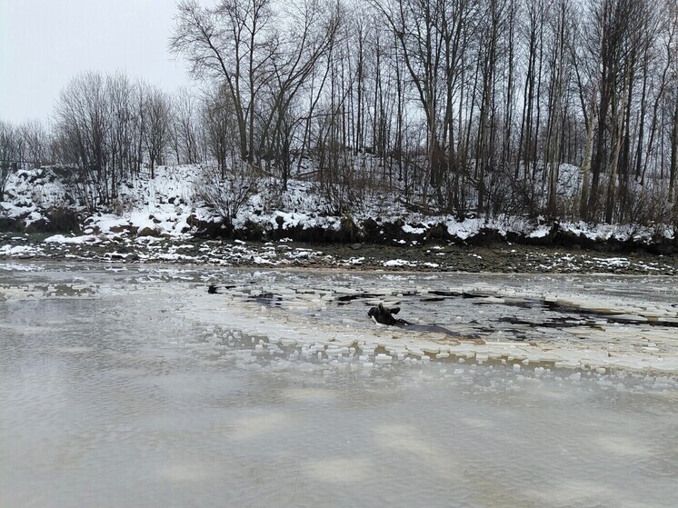 Сегодня в Череповце лось провалился в судовой канал в районе Северного шоссе