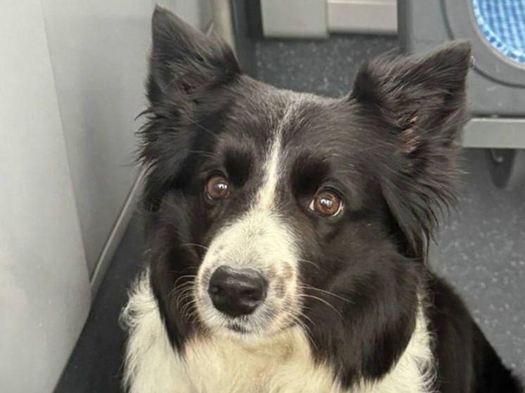 Резонансное уголовное дело о жестоком обращении с собакой по кличке Сима, мясо которой, по версии хозяев, могло использоваться в заведении азиатской кухни, приобрело новые пугающие подробности