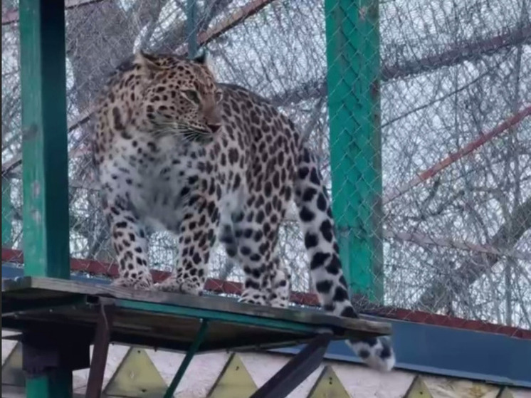 Самка леопарда из зоопарка Белгорода отметит день рождения