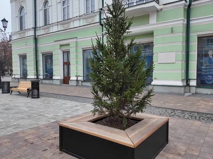 Тамбовский Арбат готовится к празднику: 38 пушистых елей поселятся на главной пешеходной улице