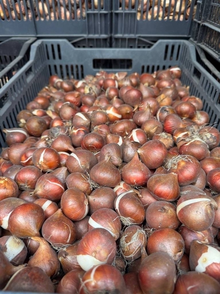 Западный трипс прятался в луковицах немецких тюльпанах, прибывших в Псковскую область