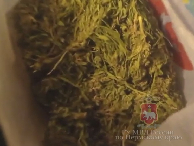 У краснокамца изъяли более двух килограммов марихуаны