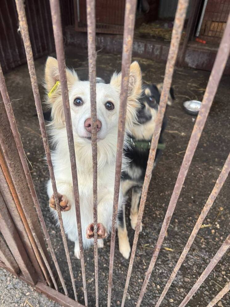 В Городце построят приют для собак за 20 млн рублей