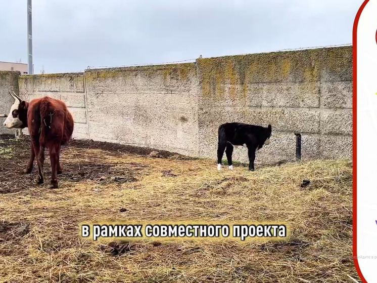 В Калмыкии получили гибридного теленка