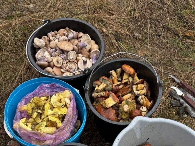 В Воронеже стартовал «зимний» сезон грибов