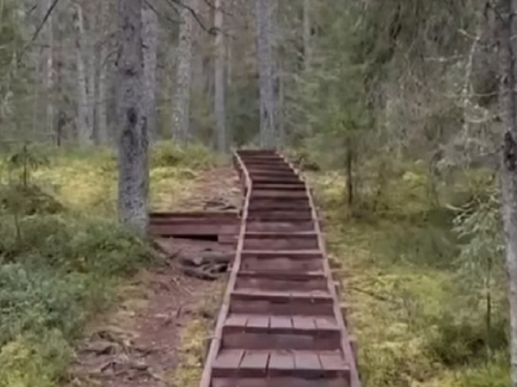 Началась реконструкция тропы к самой высокой ели в Карелии