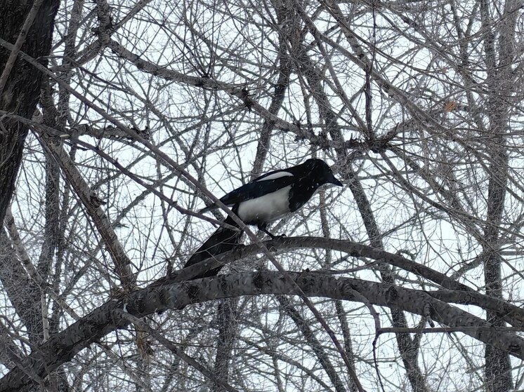Во Владивостоке 6 декабря без осадков и до +4 градусов