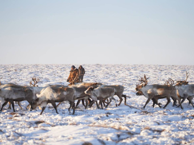 В национальном селе Канчалан завершился забой оленей