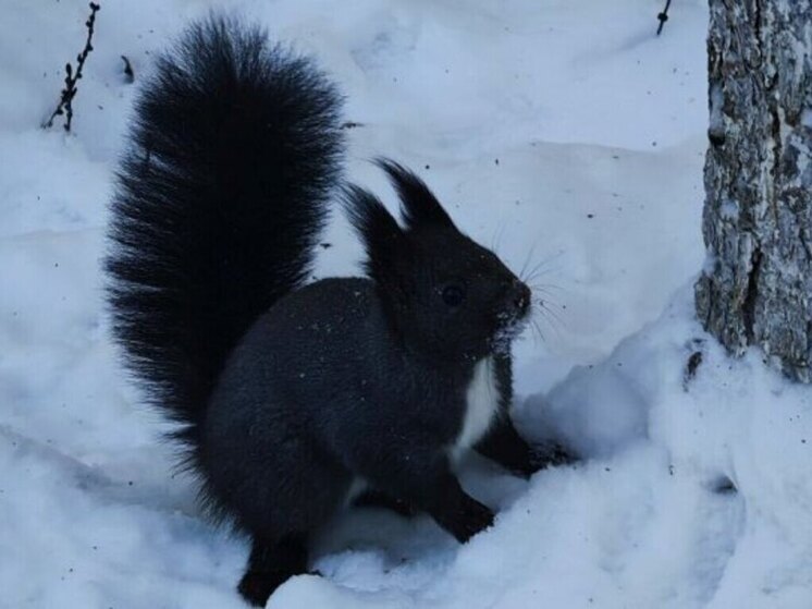 В субботу на Чукотке осадки маловероятны