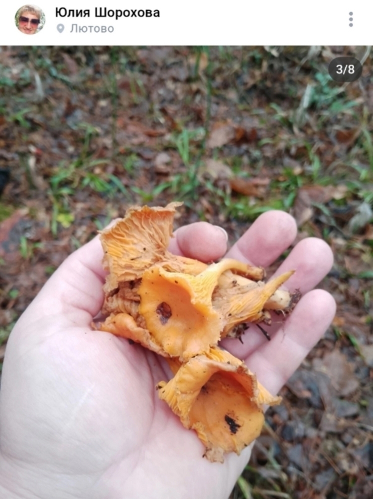 Жители Ярославской области продолжают сбор лисичек в лесах