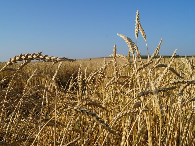 Хакасские аграрии предпочитают выращивать «сильную» пшеницу