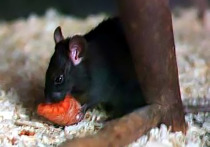 Новая гипотеза учёных связывает катастрофическое распространение Чёрной смерти в XIV веке не только с крысами и блохами, но с мощным вулканическим извержением, которое вызвало глобальное похолодание, неурожаи и создало идеальные условия для пандемии