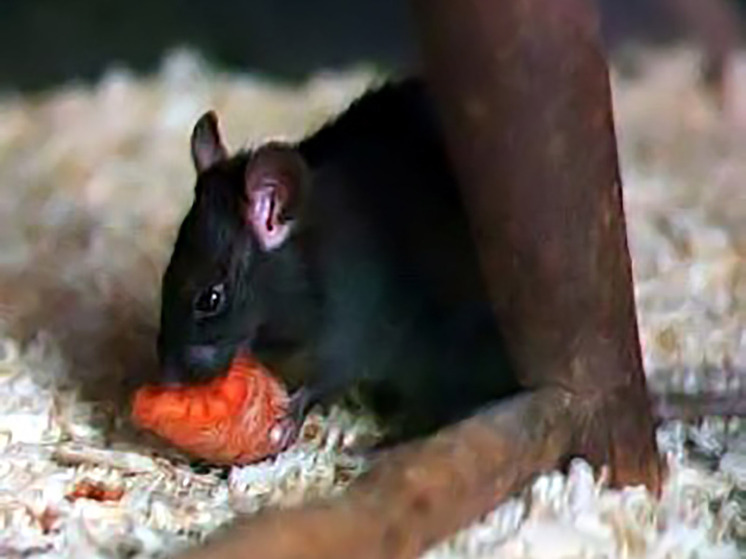 Климатическая катастрофа запустила самую страшную пандемию в истории