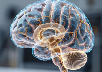 Согласно новому исследованию, три добавки могут помочь справиться с аутизмом у мышей, и они могут оказаться эффективными и у людей