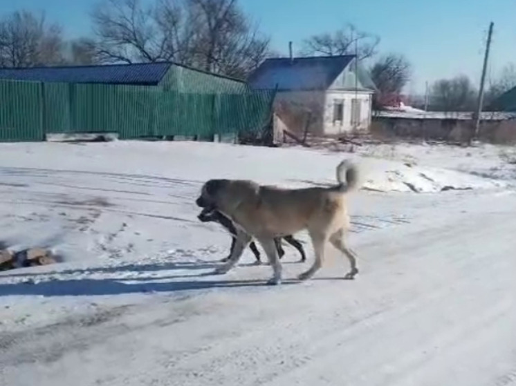 В селе Приморья огромный пес перепугал жителей: были нападения