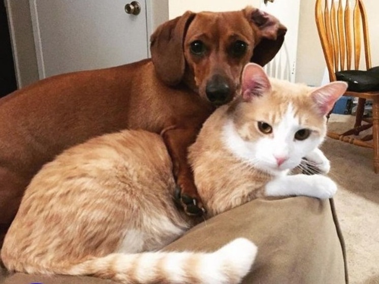 В муниципалитете Калмыкии проведут льготную кастрацию и стерилизацию животных