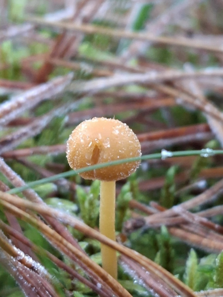 Жителей Пскова ожидает облачная погода с моросью 6 декабря