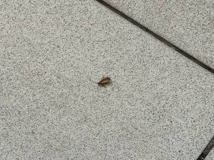 Калининградцам объяснили, что сетки на вентиляции снижают риск появления тараканов