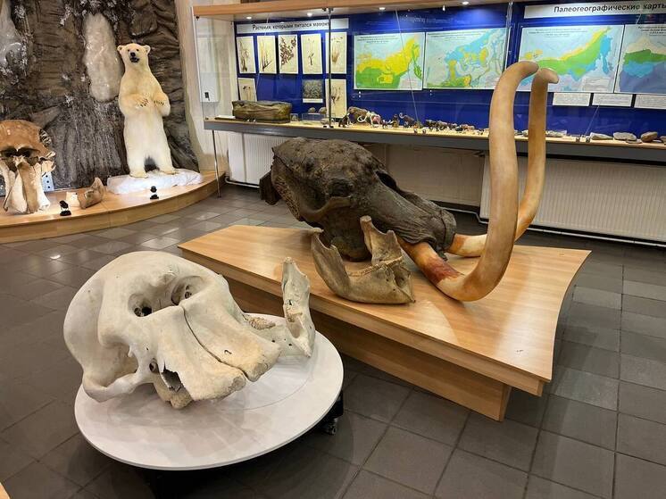 Музей мамонта СВФУ получил в дар уникальный череп африканского слона