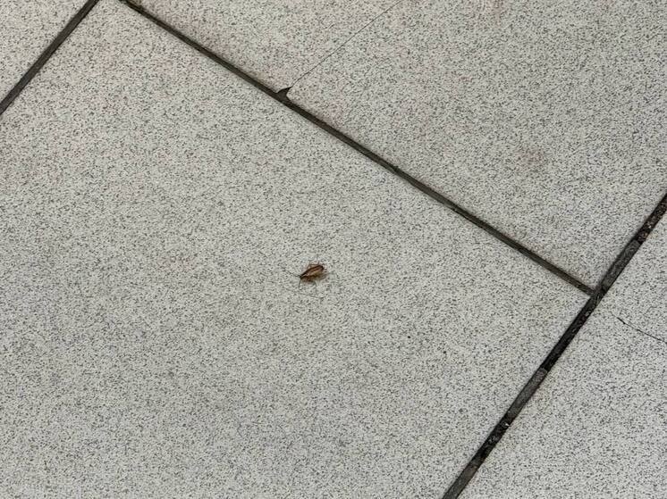 Россиянам рассказали о грамотных методах травли тараканов