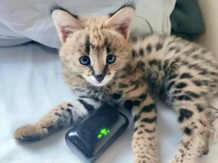 В Новосибирске появились в продаже котята породы саванна за 300 тысяч рублей